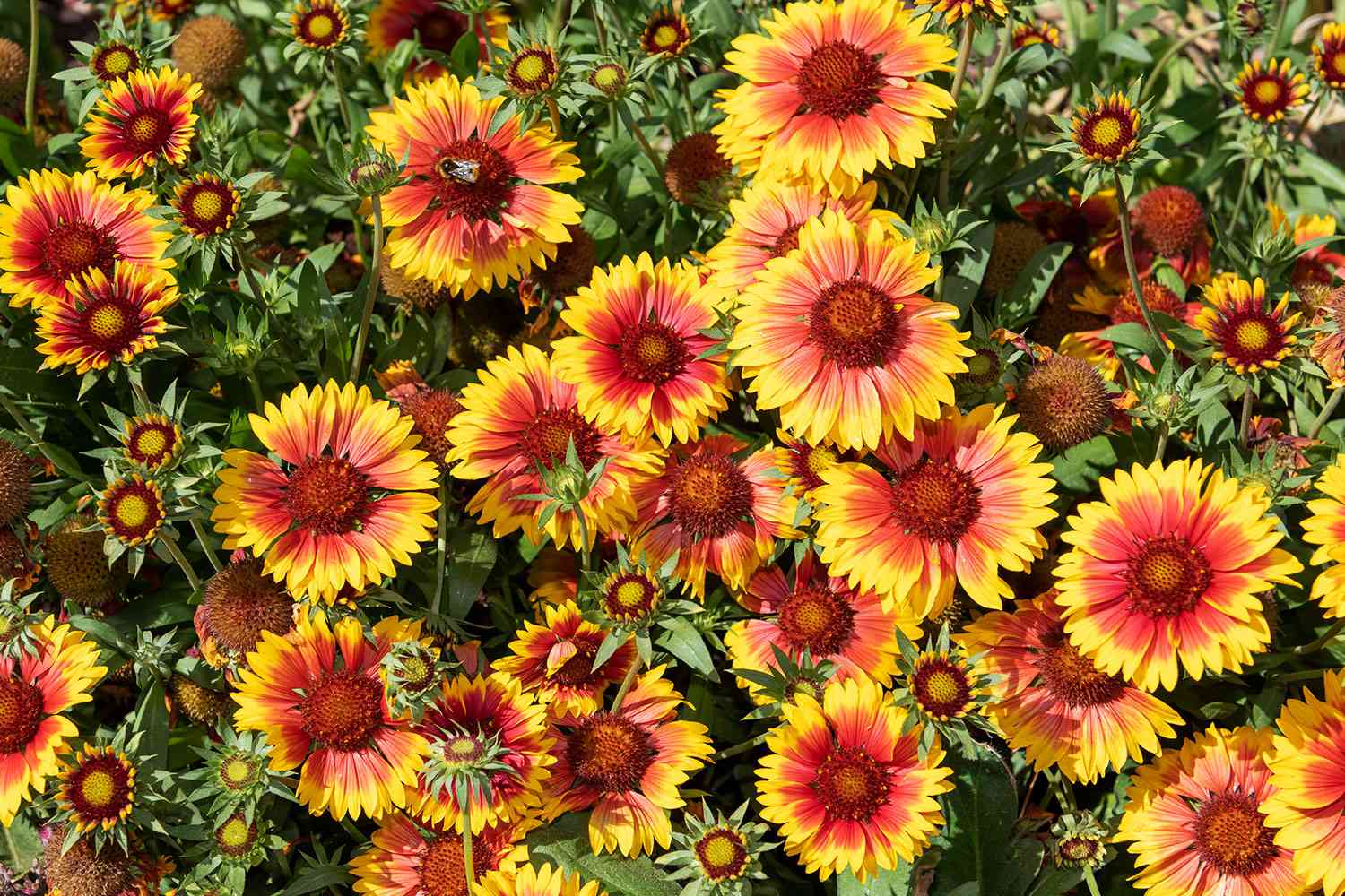 Blanket Flower