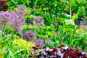 Fall perennials
