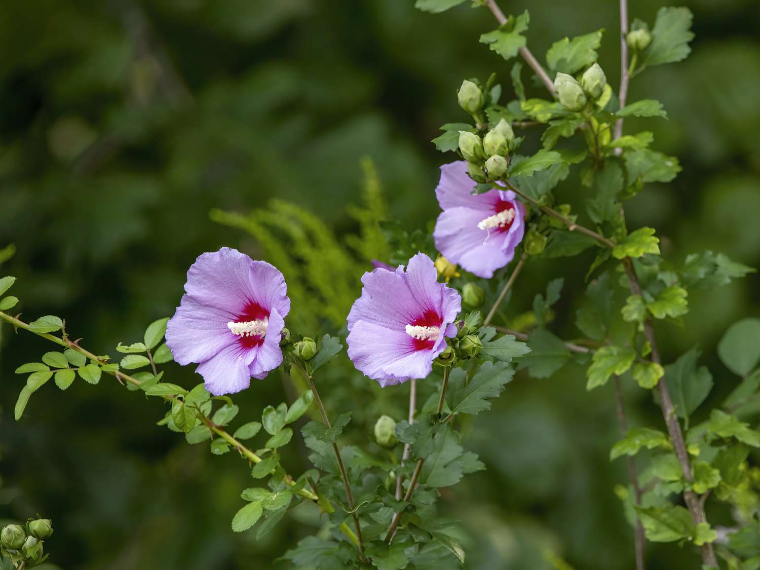 Swamp Rose Mallow (Hibiscus moscheutos)