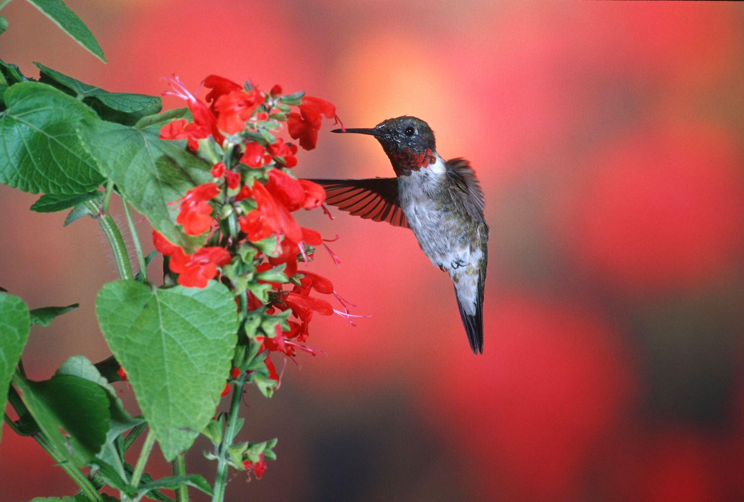 scarlet sage pollinated by bird