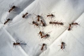 Several ants on a white surface