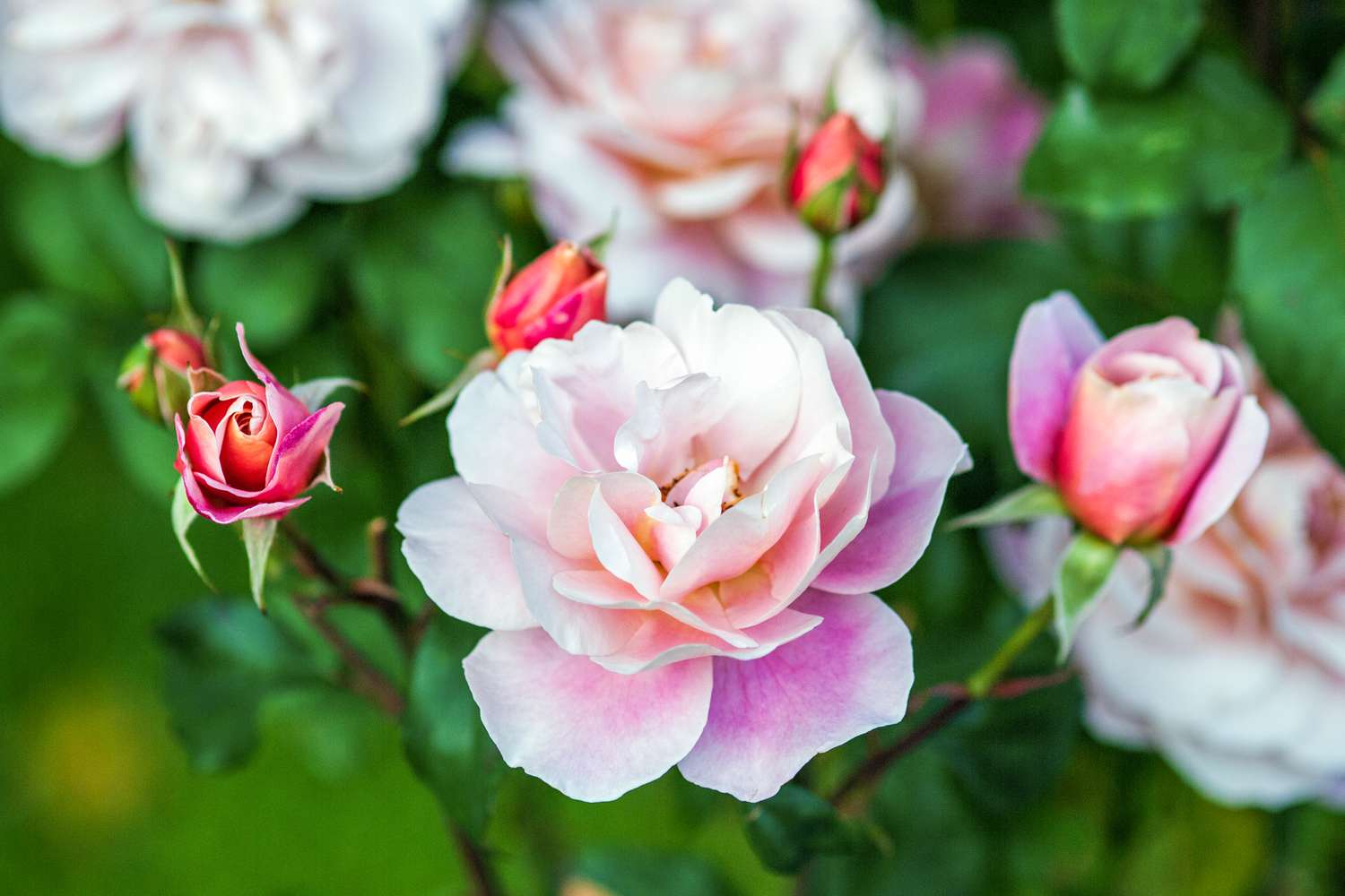 floribunda roses in garden