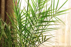 date palm tree indoors