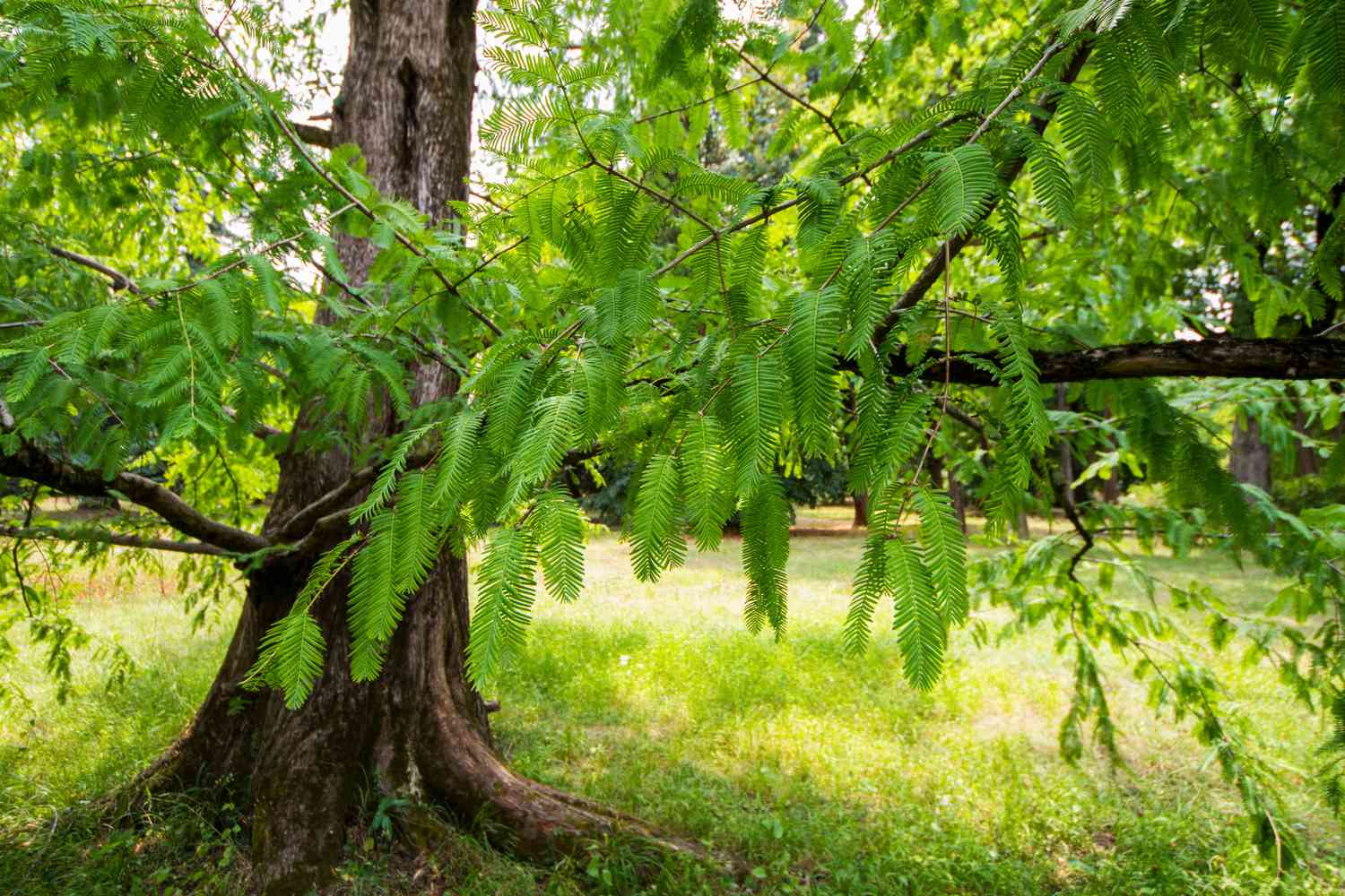 dawn redwood tree