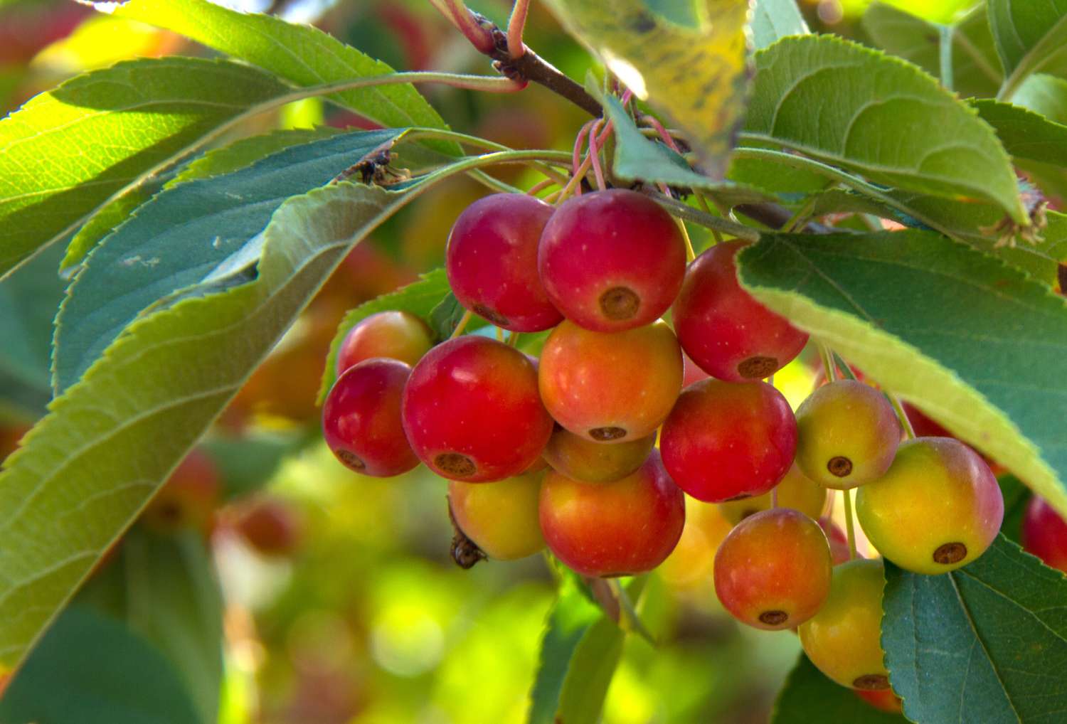 Clusters of small round fruits on a tree branch with green leaves
