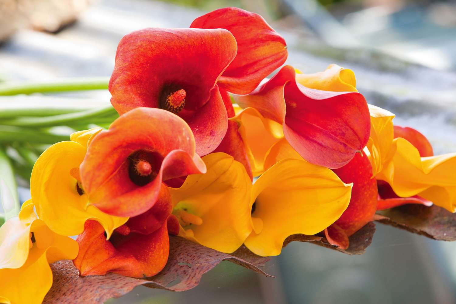 Orange calla lilies