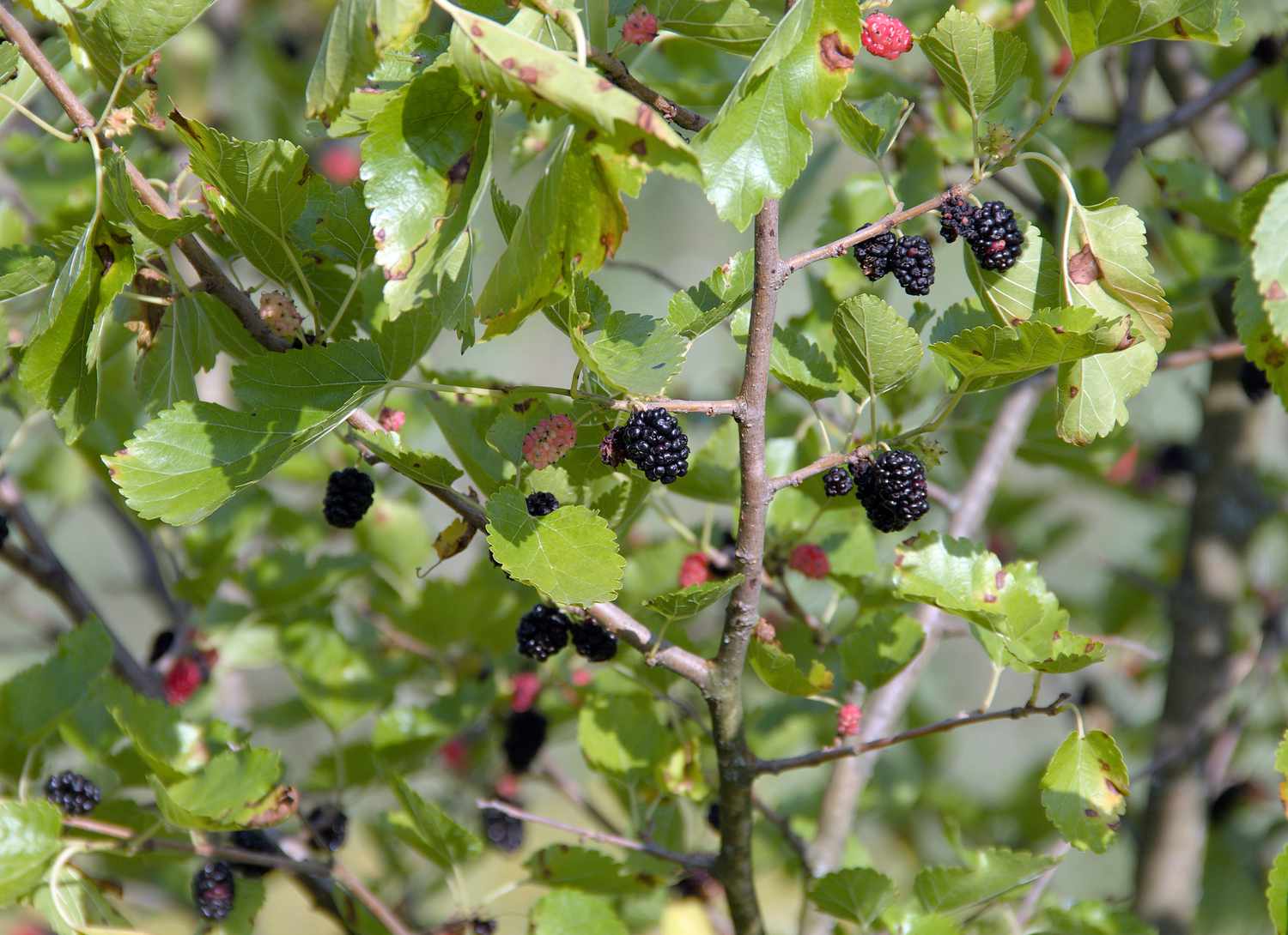 close up of a mulberry tree