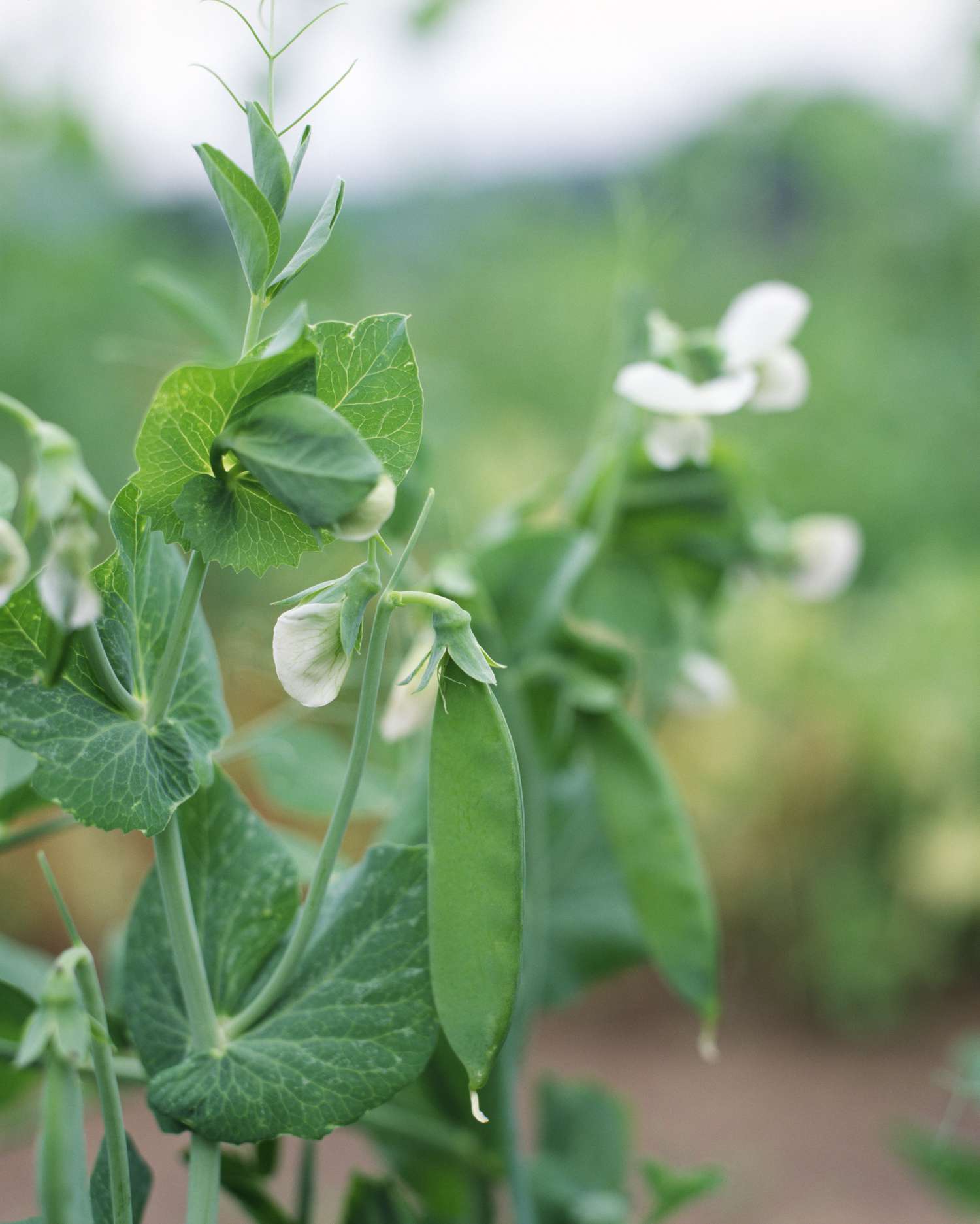 Snow Peas on a Vine
