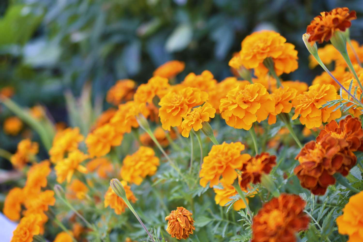 Marigolds