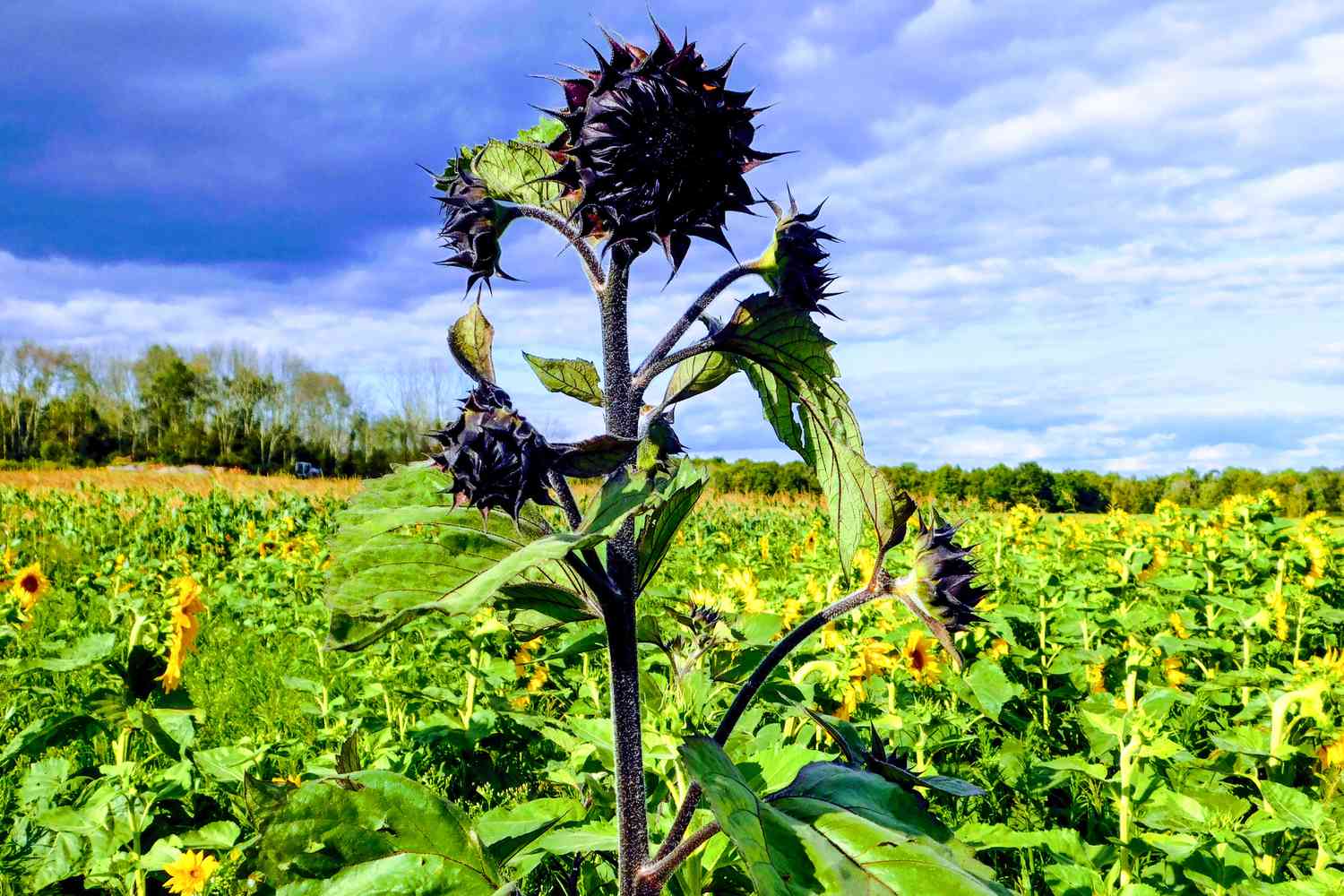 Black Beauty Sunflower