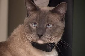 Grey cat with blue eyes
