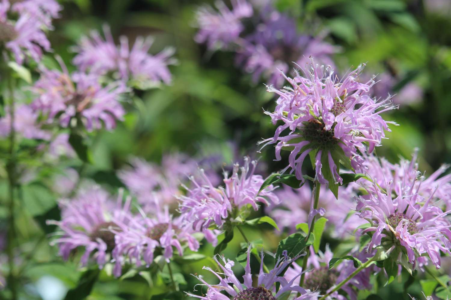 Close up and selective focus of a purple bee balm flower growing in a garden. Gardening. Native plants. Butterfly garden.
