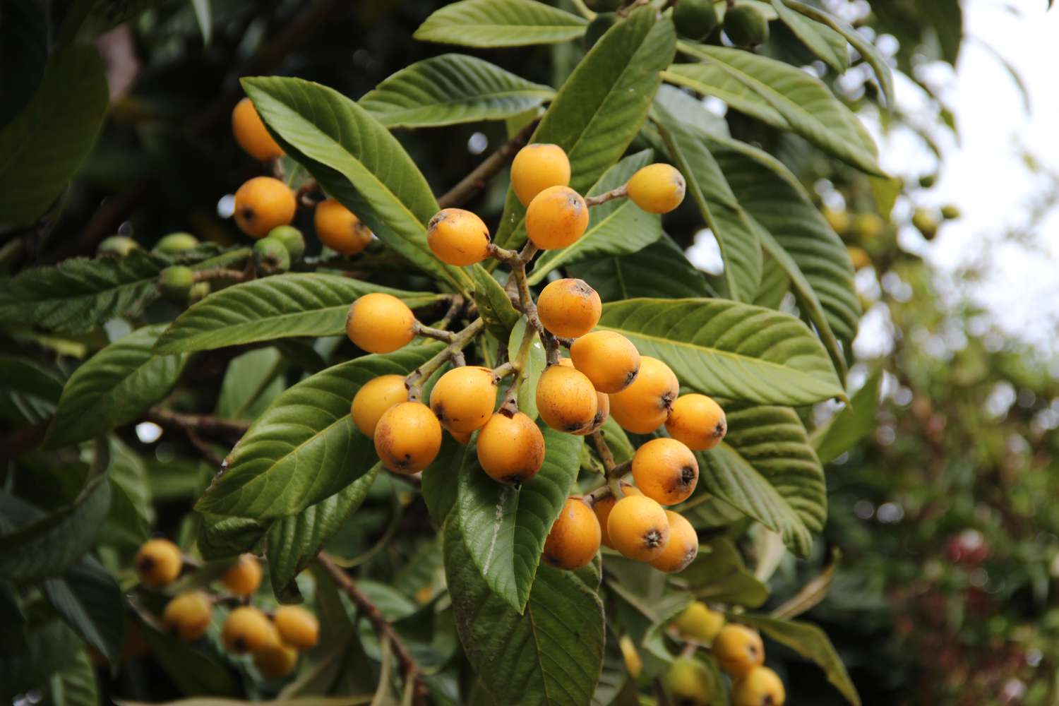 loquat fruit tree