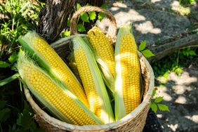 Basket with fresh corn on the cob outdoors amidst natural surroundings