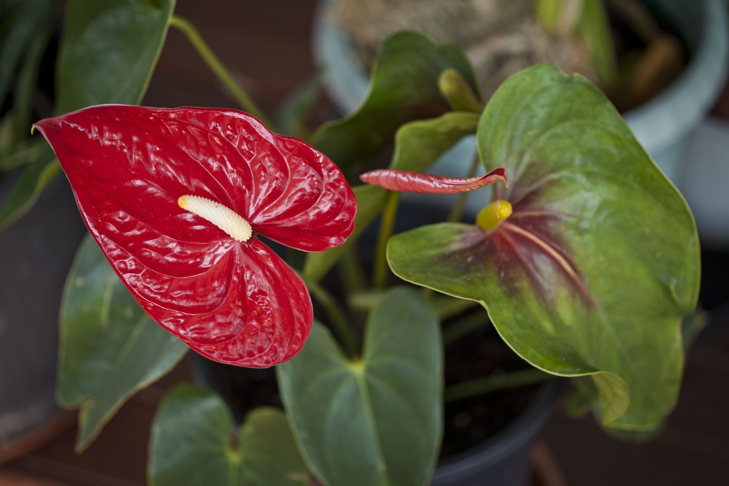 Anthurium house plant