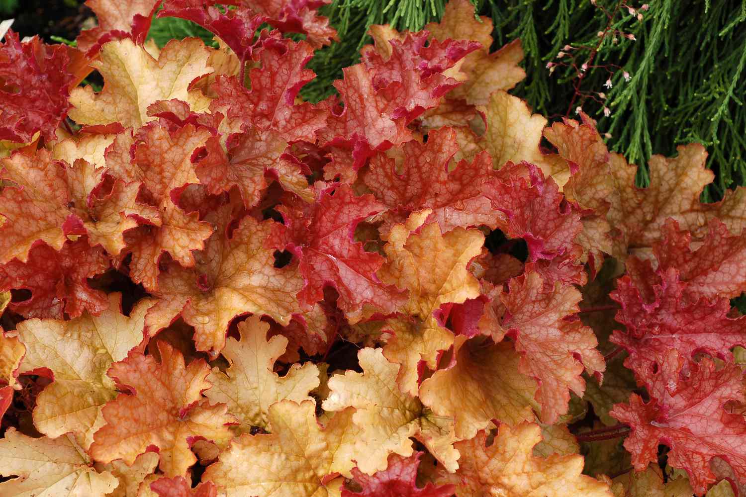 Heuchera ginger peach