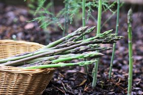 Fresh Organic Asparagus Growing in Spring Vegetable Garden
