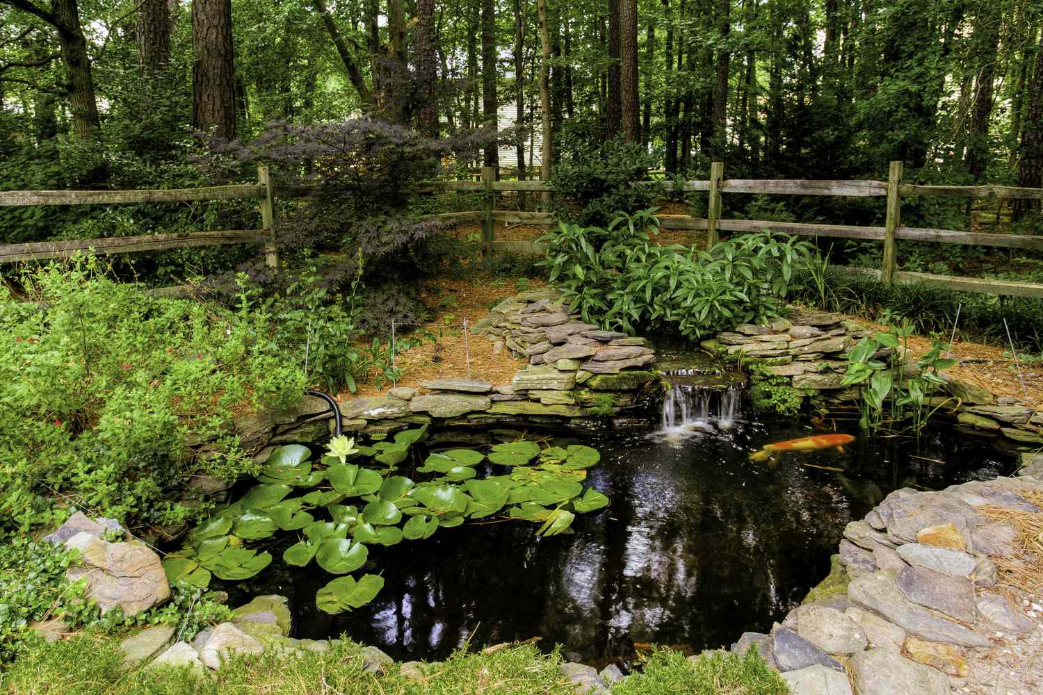 Backyard pond with lily pads small waterfall koi fish and surrounding greenery