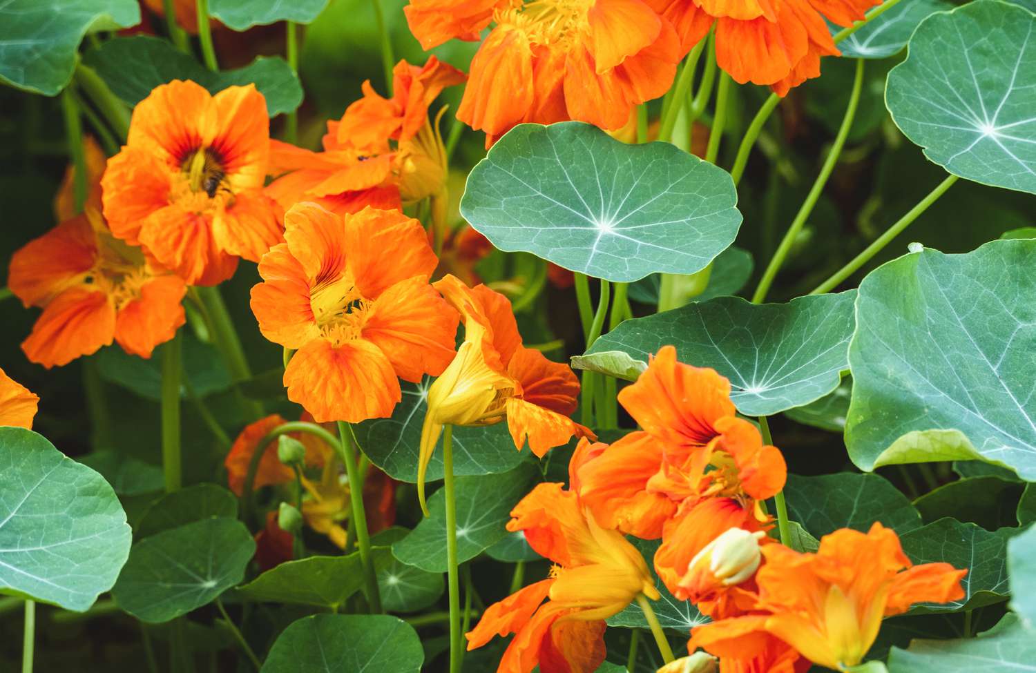 Nasturtium flowers