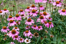 A patch of blooming coneflowers in a garden setting