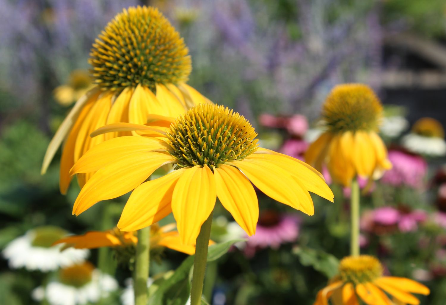 The bright yellow flowers of Echinacea purpurea 'Sombrero Yellow', in close up, in a natural outdoor setting. Cone flower.