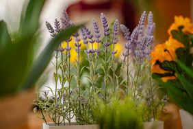 lavender in a pot indoors