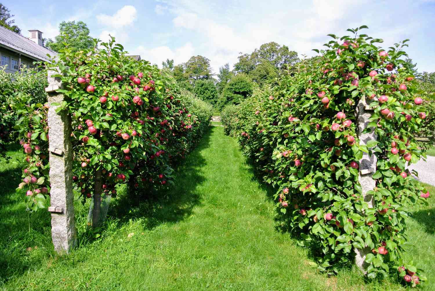 Apple trees