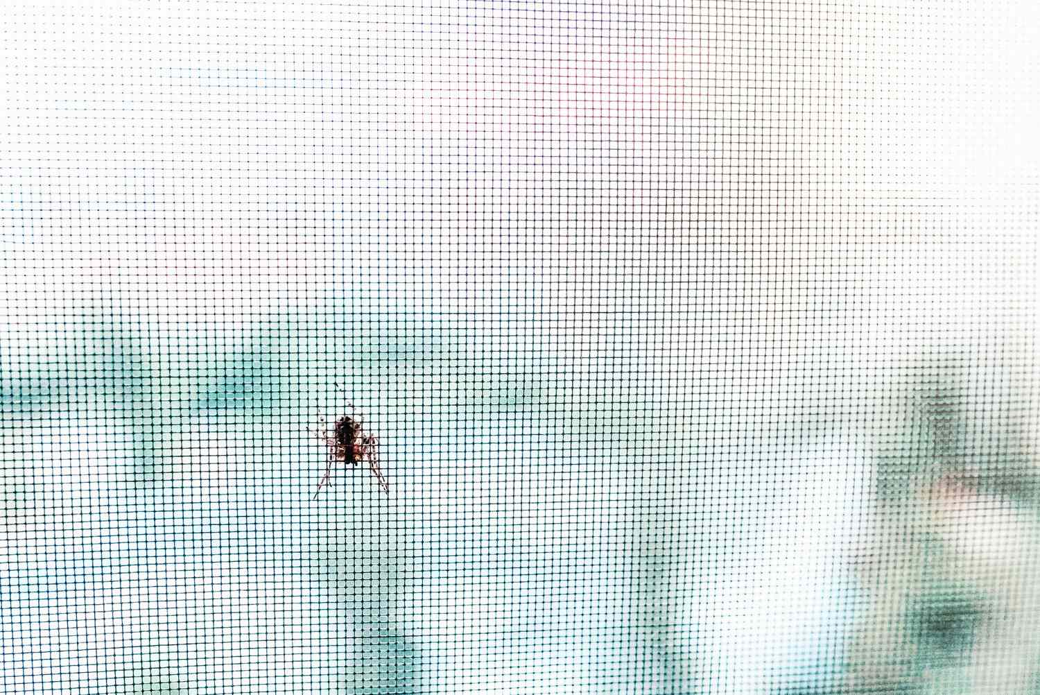 A spider on a mesh screen blurred background visible