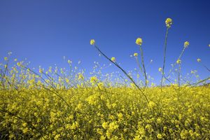 A field of yellow flowers clear blue sky above
