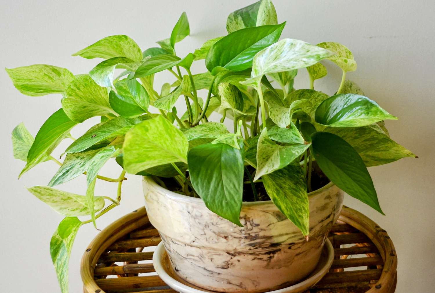 Potted pothos plant displayed indoors on a stand