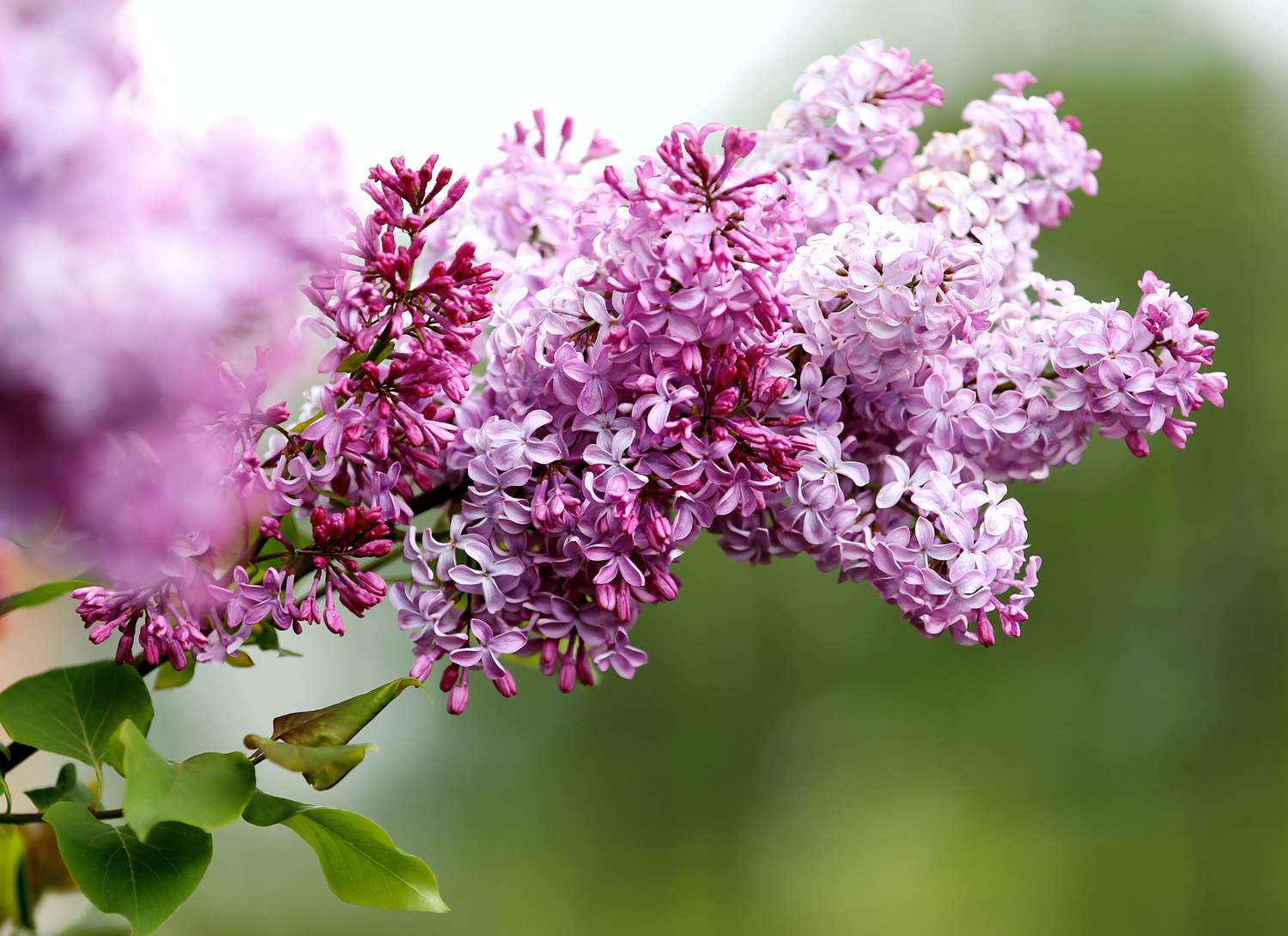 lilacs blooming in a garden