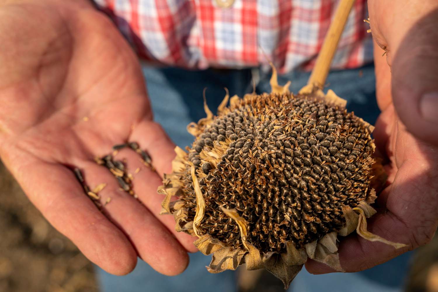 A farmer holds a dried sunflower on his farm. 