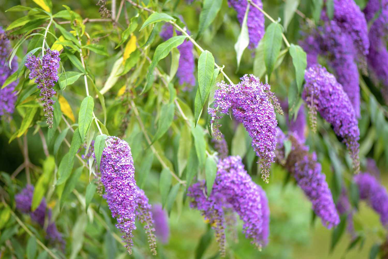 purple buddleia plants