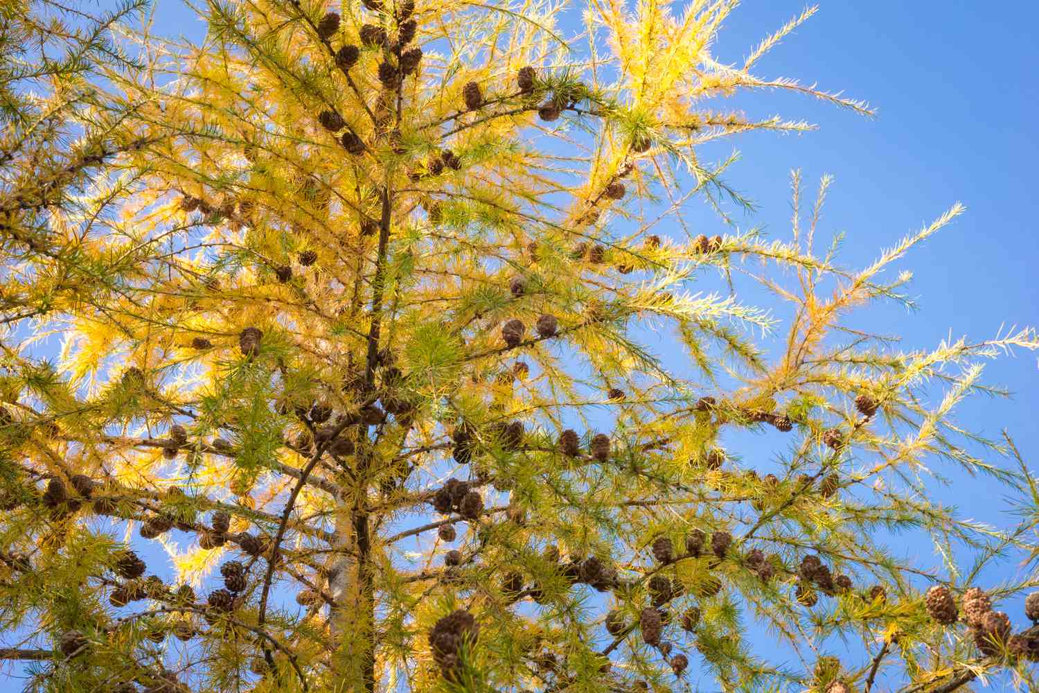 European larch (Larix decidua) with cones and yellow foliage in autumn