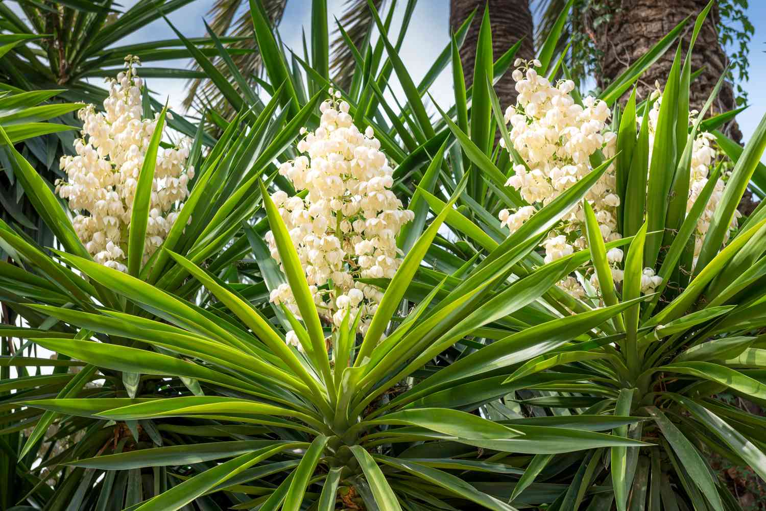yucca in the garden