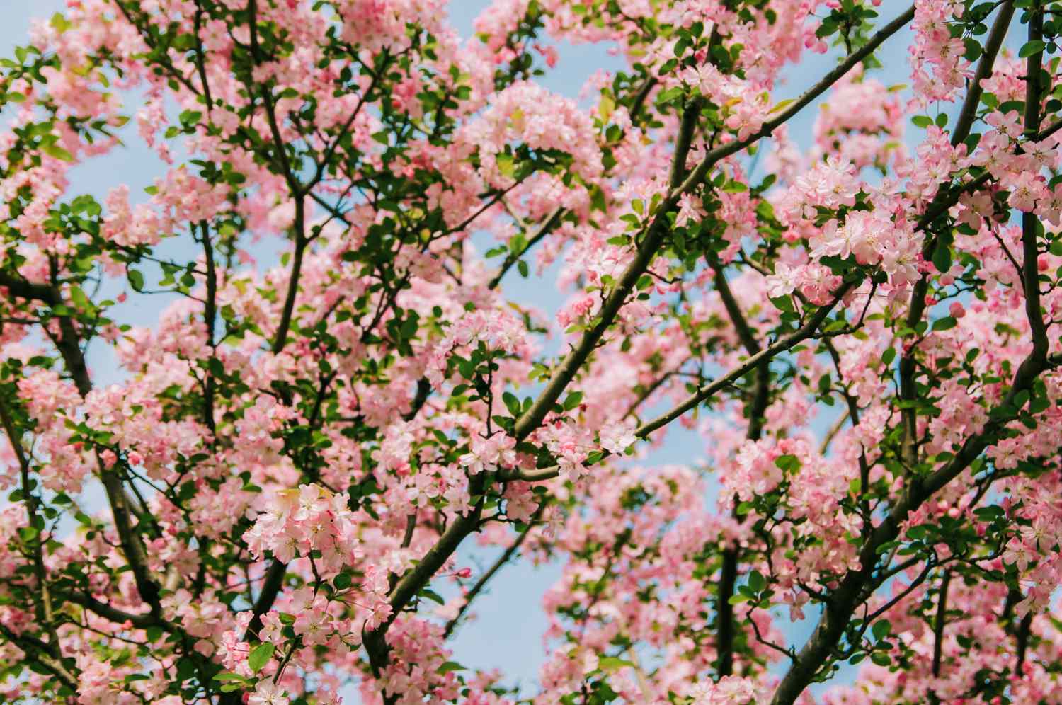 Soft pink hall crabapple flowers blooming in springï¼Chengdu, China