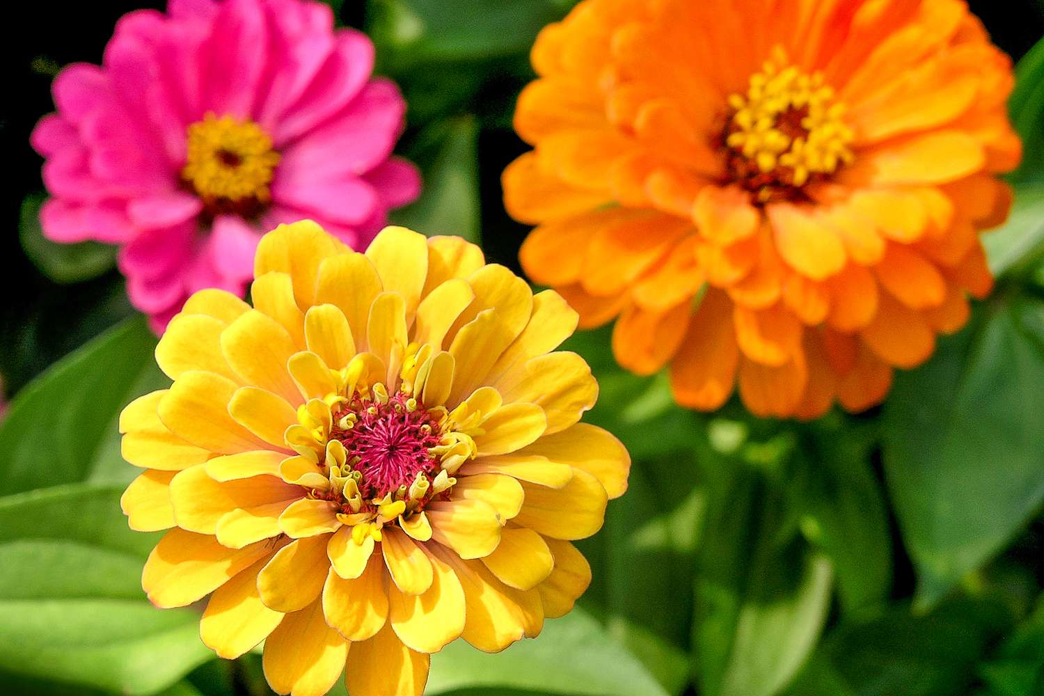 colorful zinnia flowers