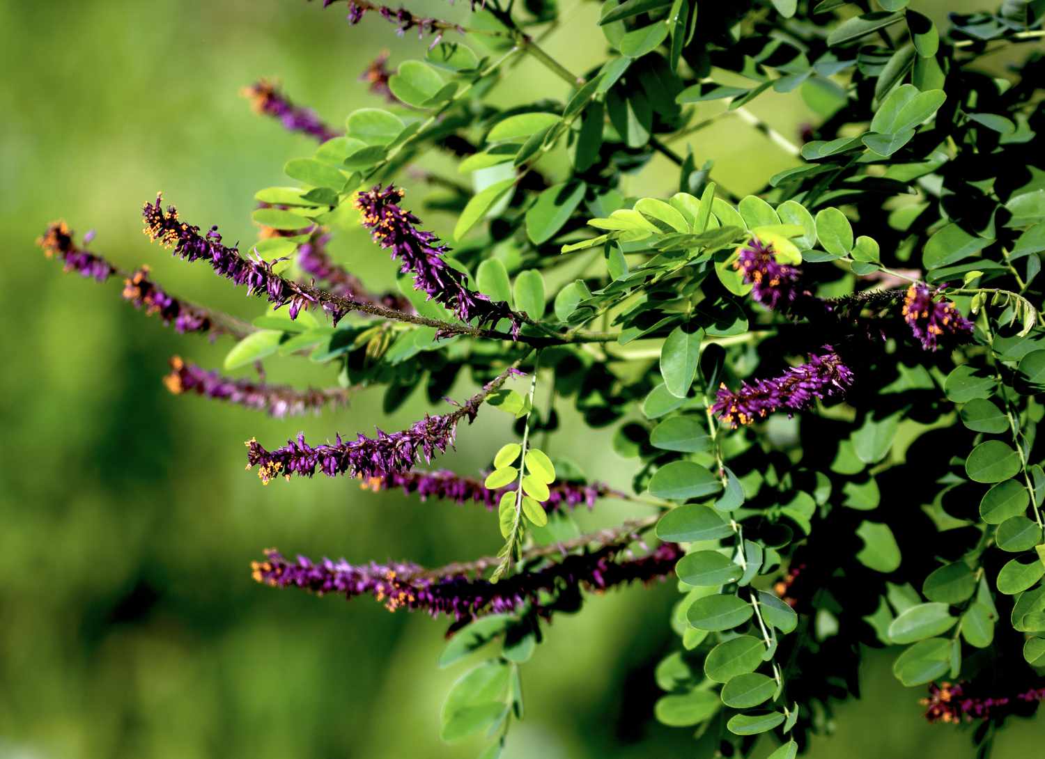 bush indigo plant with purple blooms in garden