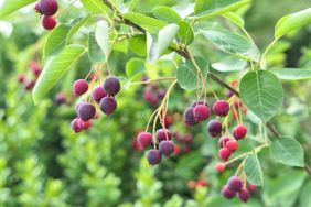 Saskatoon berries. Amelanchier tree branch