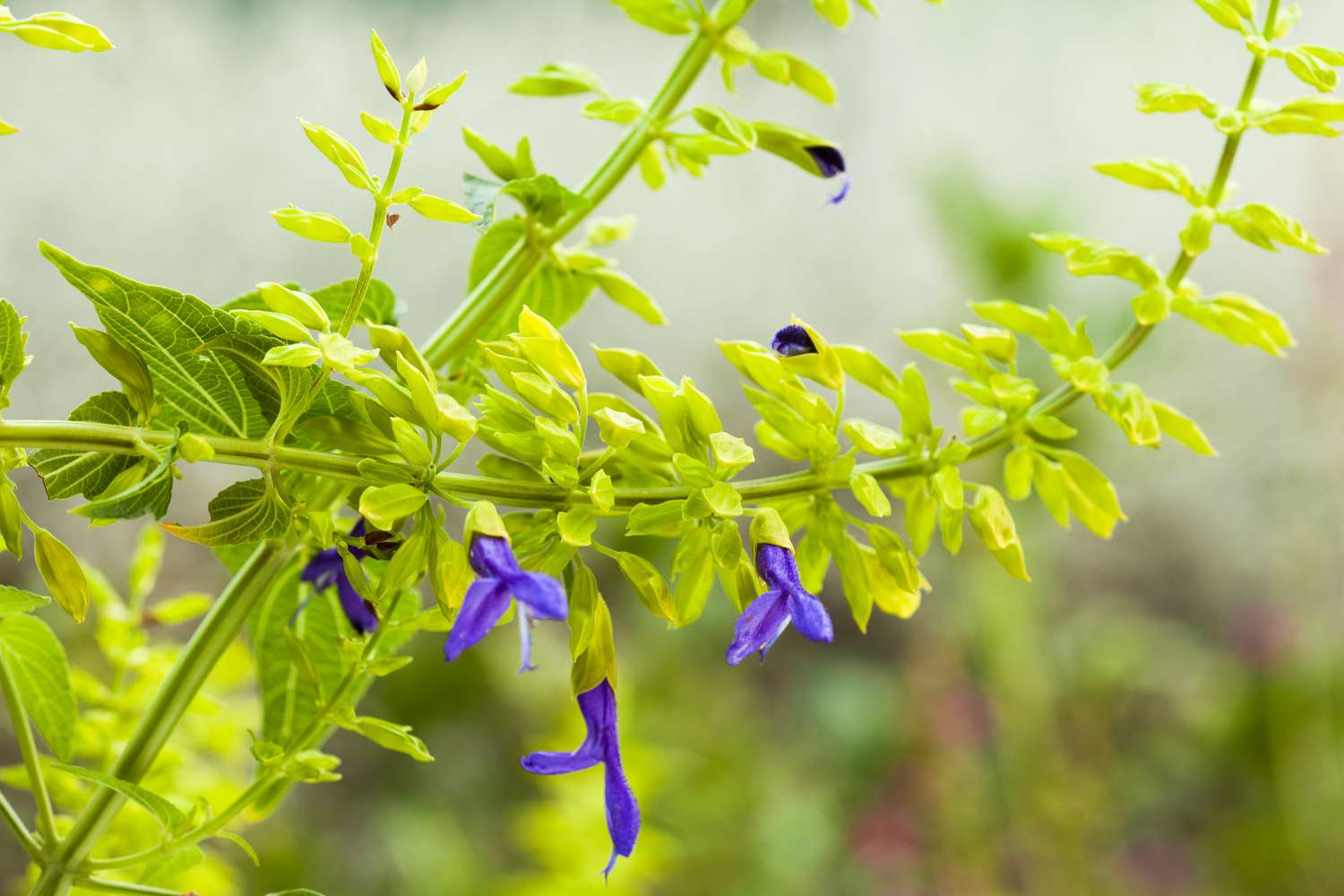 Salvia Mexicana Limelight