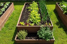 Vegetables growing in raised bed