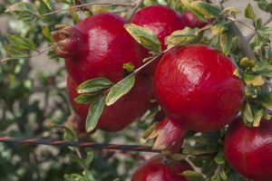 Pomegranates growing on a tree
