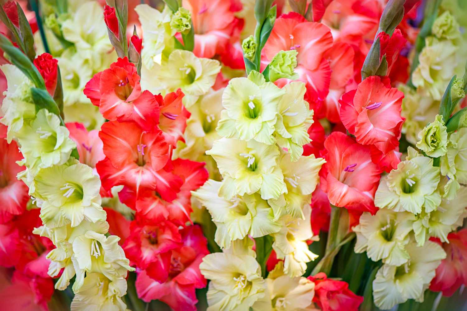 Gladiolus