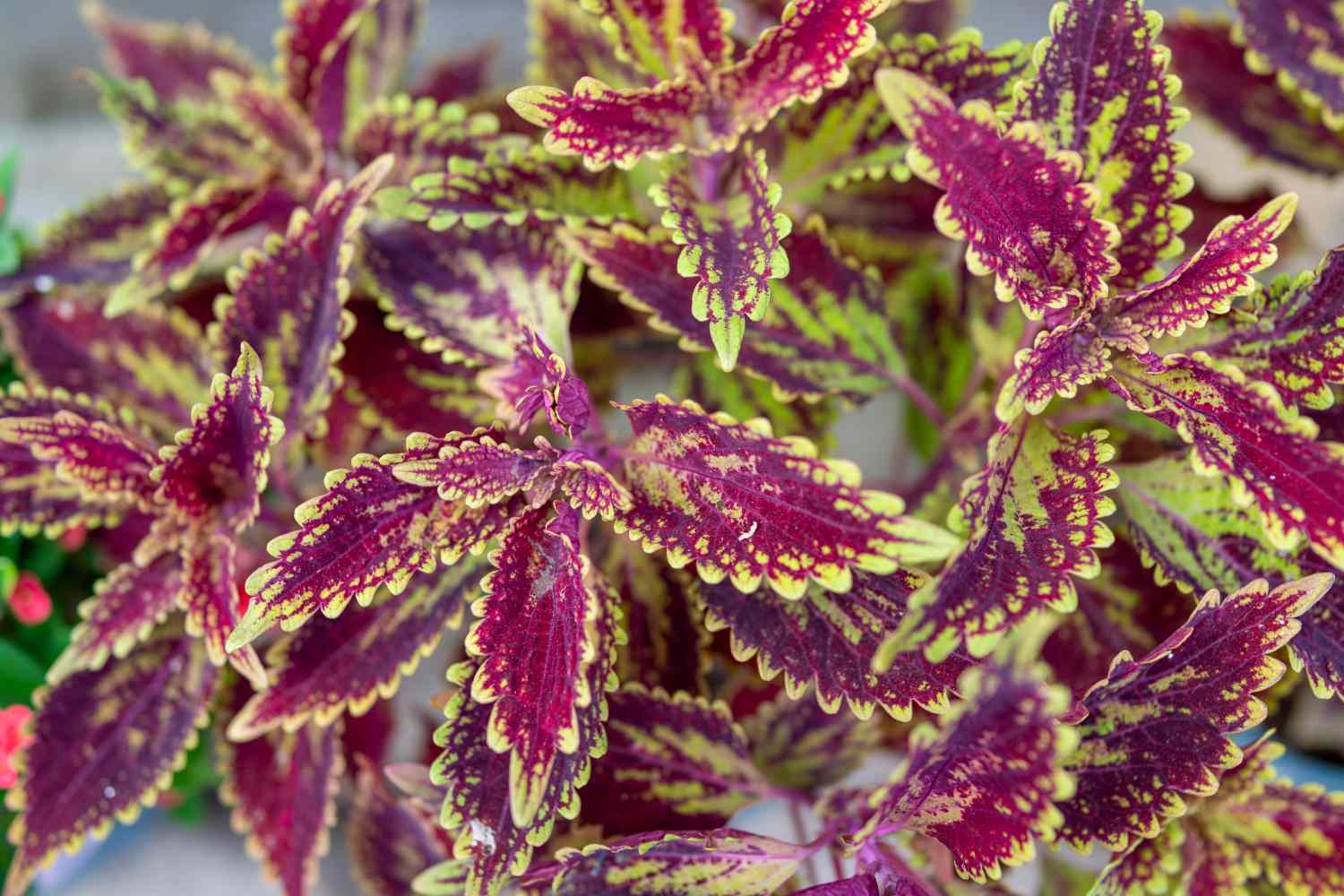 maroon and green-tipped foliage
