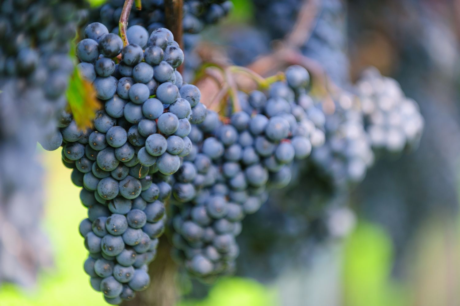 Grapes in Vinevard with selective focus
