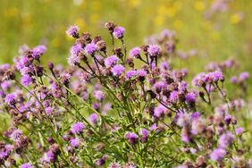Canadian purple thistle