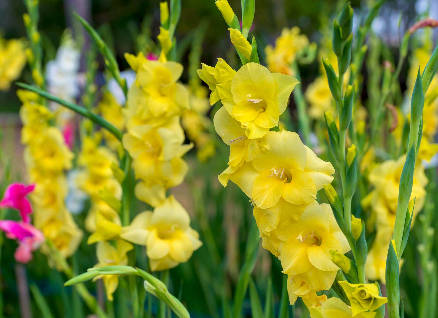 yellow gladiolus growing in a garden
