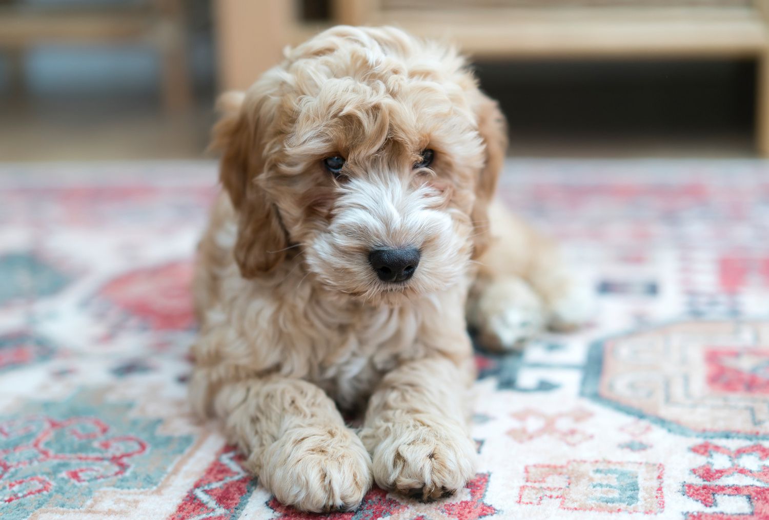 tan cockapoo puppy on rug