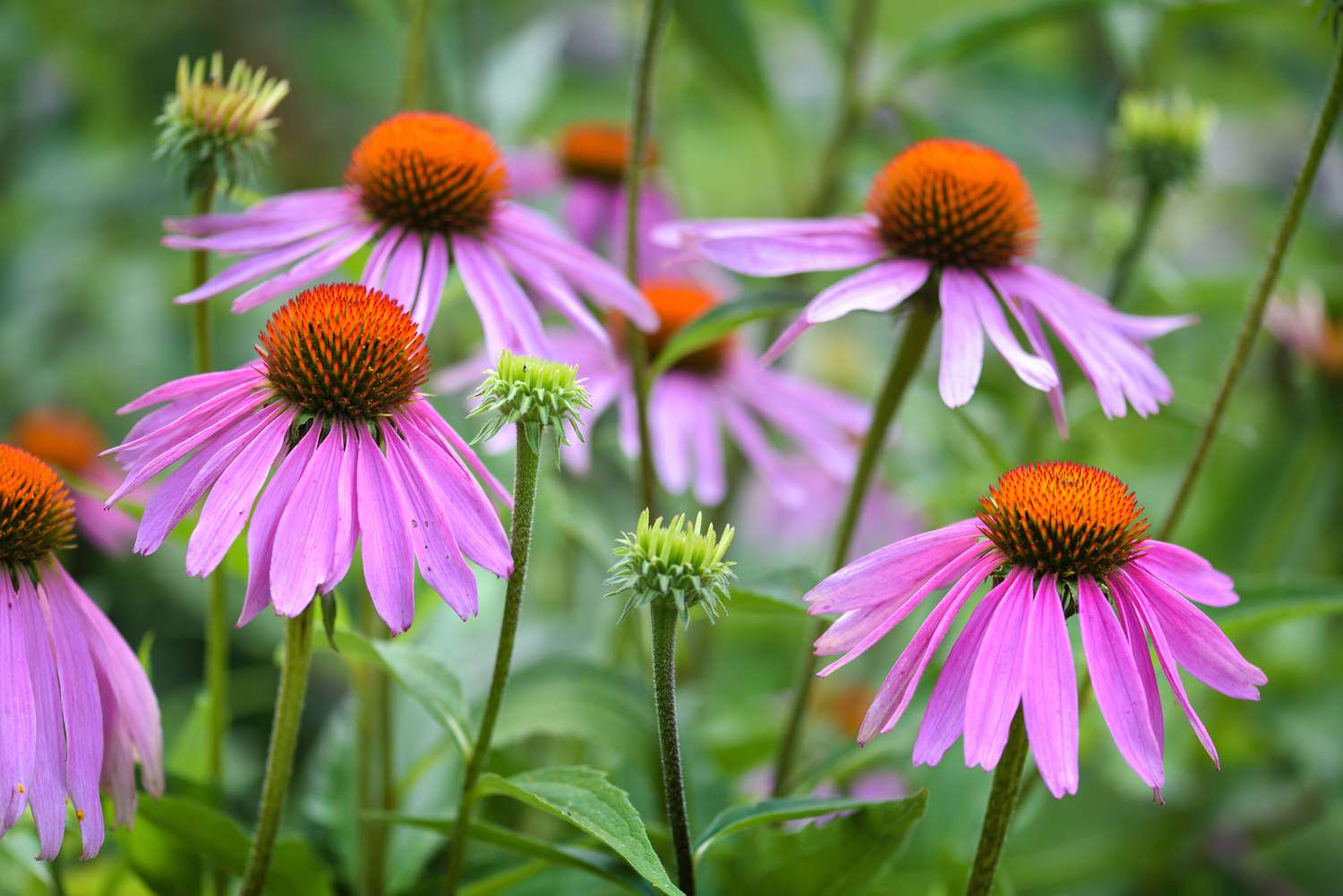 Purple coneflowers in a garden