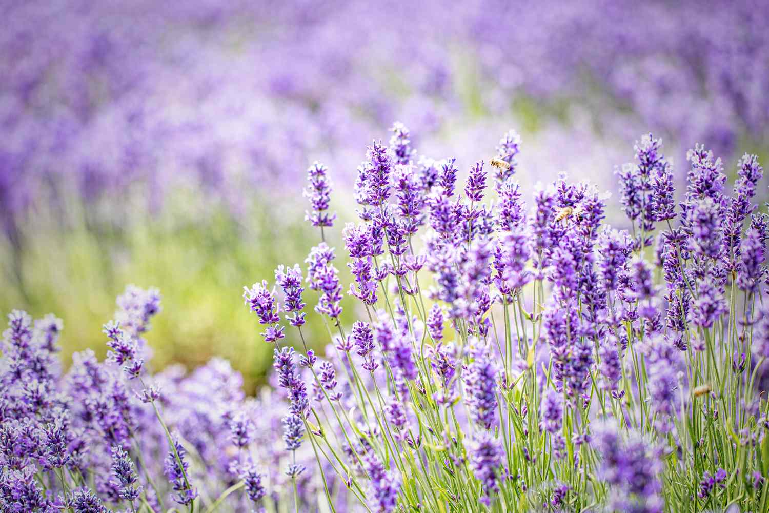 Lavender in a field